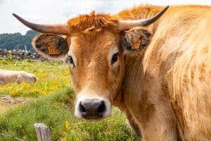 Camping Rodez Aveyron · tourisme aubrac vache